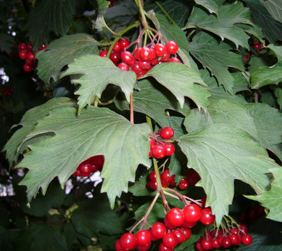 Imagem de Viburnum opulus L.