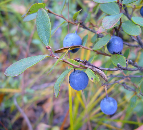 Image of alpine bilberry