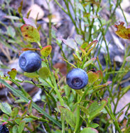 Image of bilberry