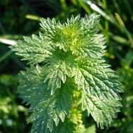 Image of Small Nettle