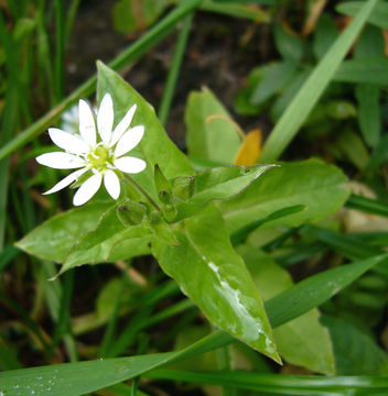 Image of wood stitchwort