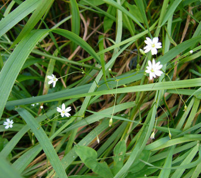 Plancia ëd Stellaria graminea L.