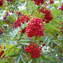 Image of rowan,  moutain ash