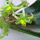 Image of Solanum polytrichum Moric.