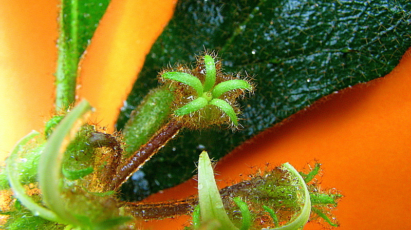 Image of Solanum polytrichum Moric.