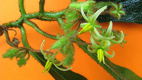 Image of Solanum polytrichum Moric.