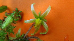 Image of Solanum polytrichum Moric.