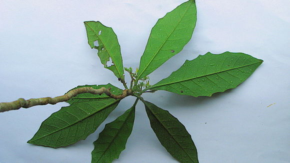 Image of Solanum polytrichum Moric.