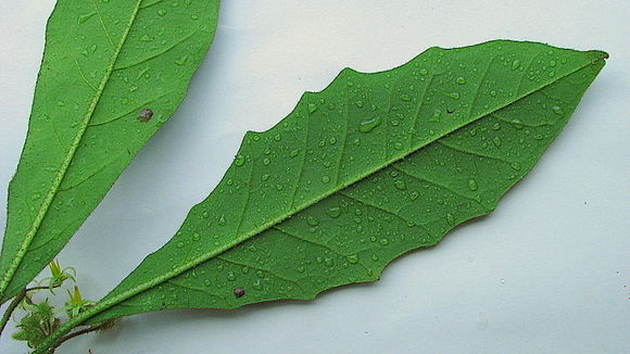 Image of Solanum polytrichum Moric.