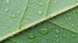 Image of Solanum polytrichum Moric.