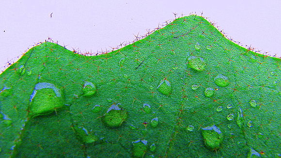 Image of Solanum polytrichum Moric.