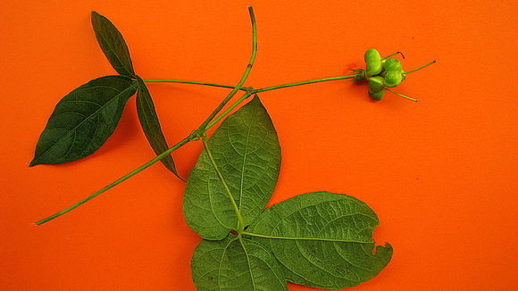 Image of Dalechampia peckoltiana Müll. Arg.