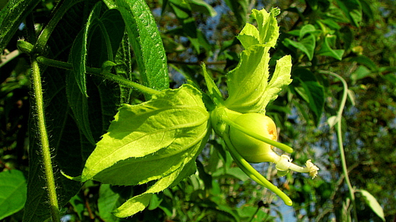 Plancia ëd Dalechampia peckoltiana Müll. Arg.