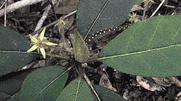 Image of Solanum polytrichum Moric.