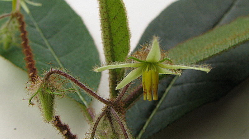 Image of Solanum polytrichum Moric.