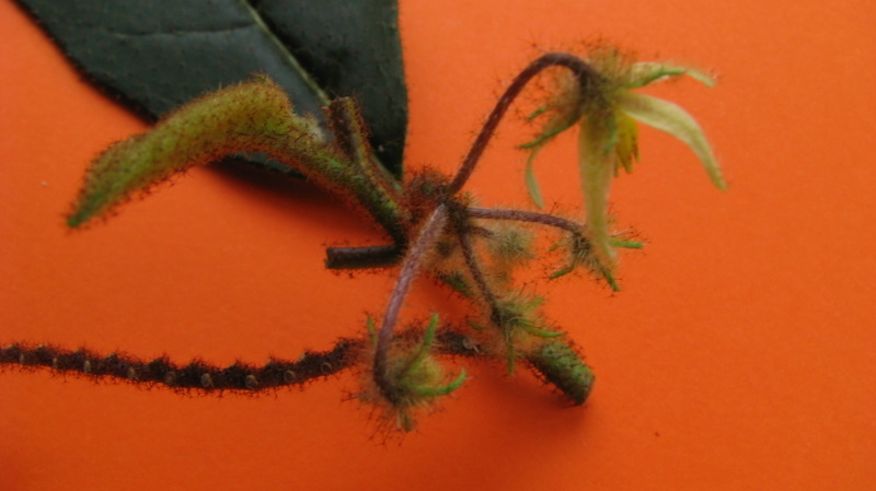 Image of Solanum polytrichum Moric.