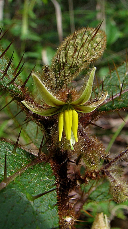 Image of Solanum polytrichum Moric.