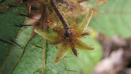 Image of Solanum polytrichum Moric.