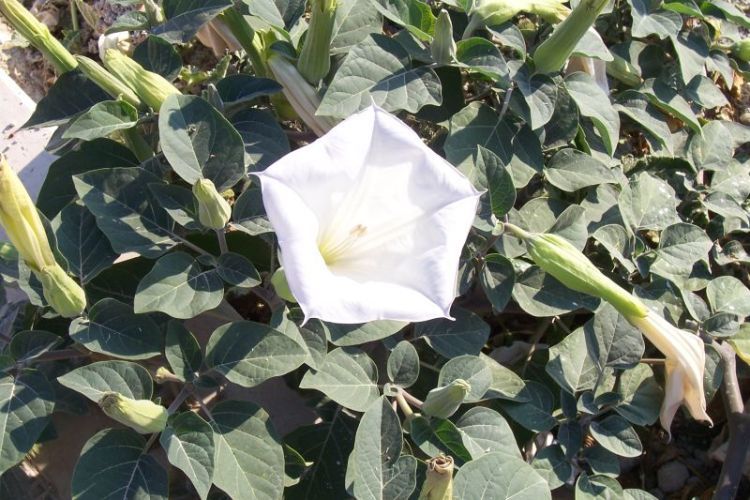 Imagem de Datura wrightii Hort. ex Regel