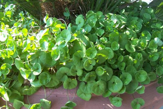 Image of Dichondra repens J. R. Forster & G. Forster