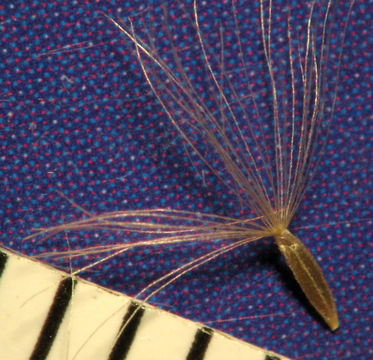 Image of <i>Symphyotrichum subulatum</i>