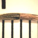Image of spiked western rosinweed