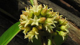 Image of Peplonia bradeana (Fontella & E. A. Schwarz) Fontella & Rapini