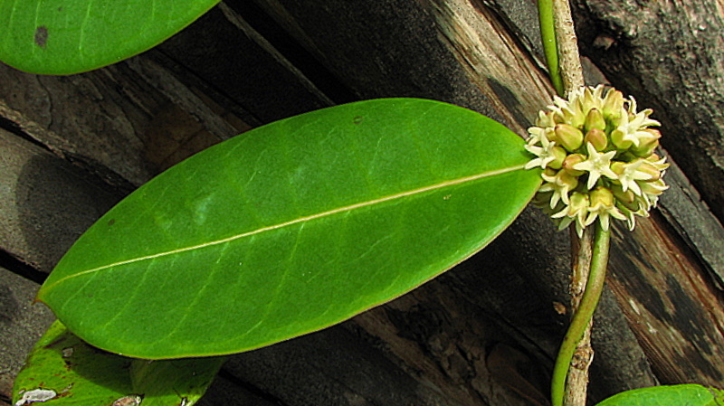 Image of Peplonia bradeana (Fontella & E. A. Schwarz) Fontella & Rapini