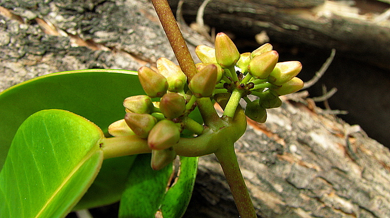 Image of Peplonia bradeana (Fontella & E. A. Schwarz) Fontella & Rapini