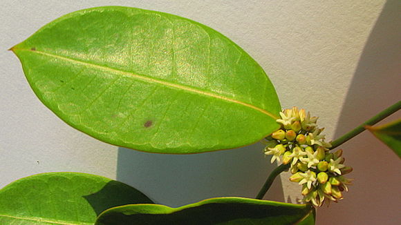 Image of Peplonia bradeana (Fontella & E. A. Schwarz) Fontella & Rapini