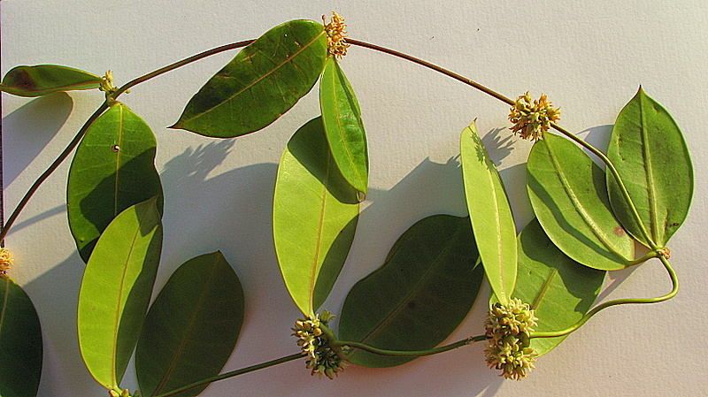 Image of Peplonia bradeana (Fontella & E. A. Schwarz) Fontella & Rapini