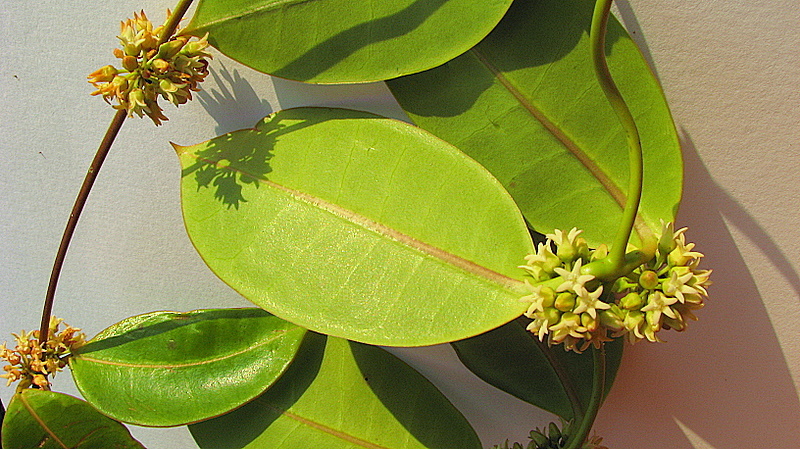 Image of Peplonia bradeana (Fontella & E. A. Schwarz) Fontella & Rapini