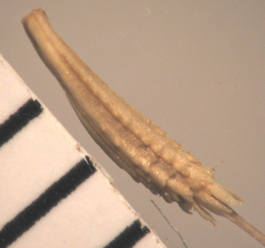 Chondrilla juncea L. resmi