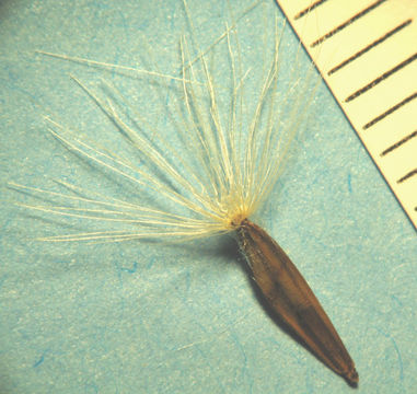 Image of yellow rabbitbrush