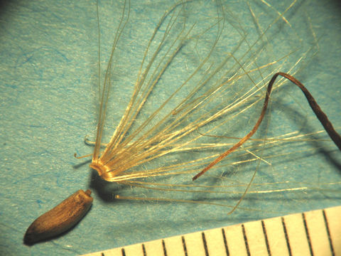 Image of clustered thistle