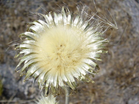 Image of wavyleaf thistle