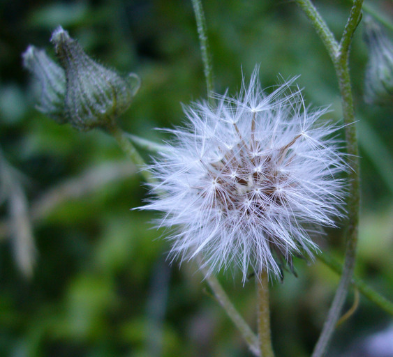 Image of smooth hawksbeard