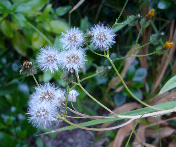 Image of smooth hawksbeard