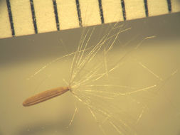 Image of smooth hawksbeard