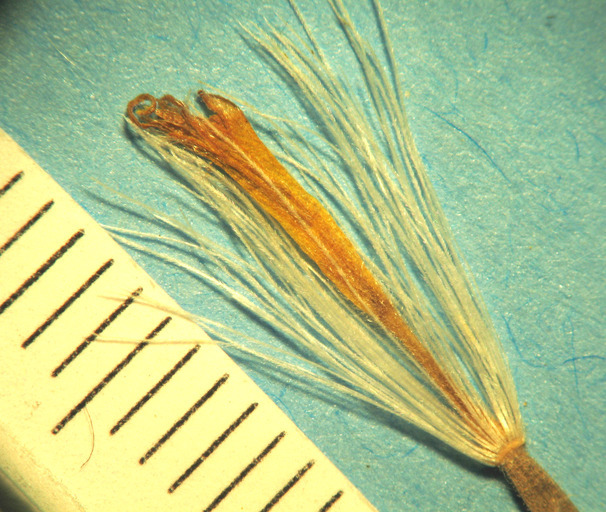 Image of mountain hawksbeard