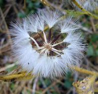 Crepis monticola Coville resmi