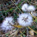 Crepis monticola Coville resmi