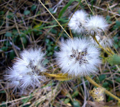 Crepis monticola Coville resmi