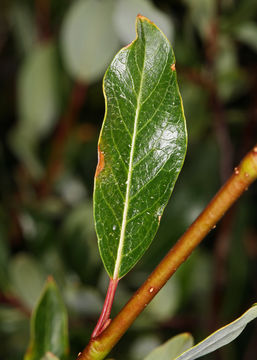 Image of diamondleaf willow