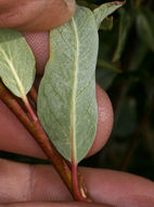 Image of diamondleaf willow