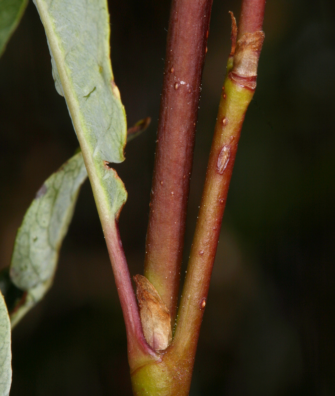 Image of diamondleaf willow