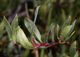 Image of Booth's willow