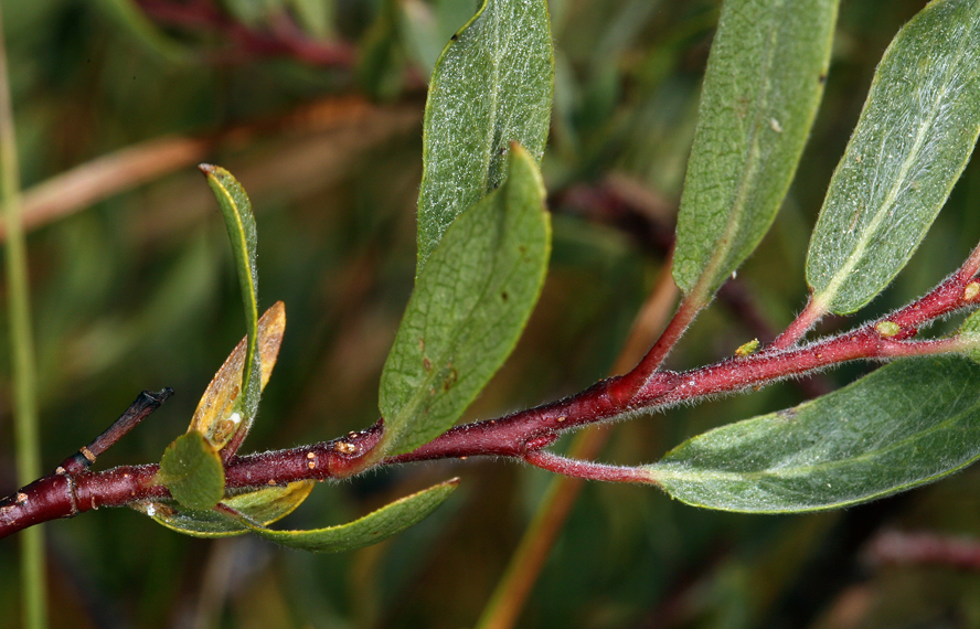 Salix boothii Dorn resmi