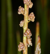 Image of Sea Arrowgrass