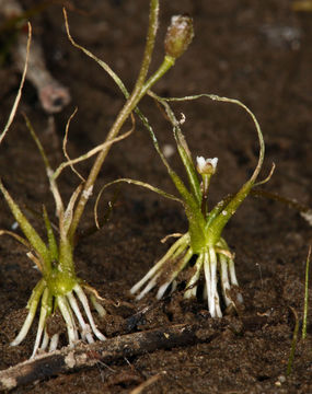 Image of American waterawlwort